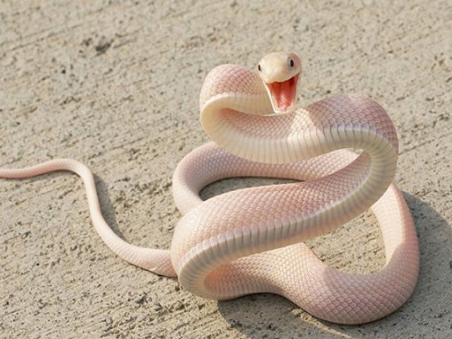 Nằm mơ thấy rắn đánh con số gì dễ trúng nhất ?