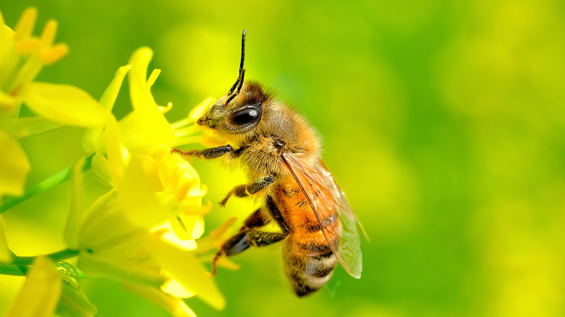Mơ thấy con ong đánh con gì, số mấy dễ trúng lô đề nhất ?